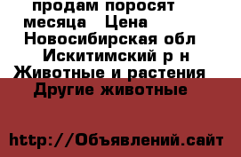 продам поросят 3.5 месяца › Цена ­ 5 500 - Новосибирская обл., Искитимский р-н Животные и растения » Другие животные   